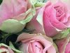 تعبیر خواب گل رز