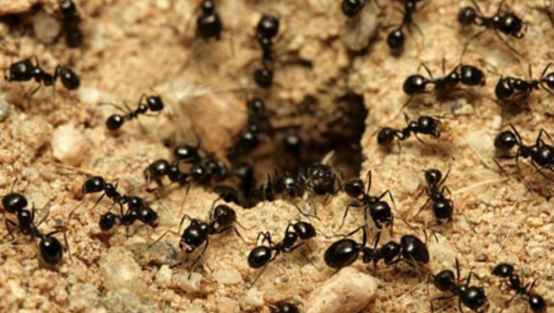 تعبیر خواب مورچه تعبیر خواب مورچه