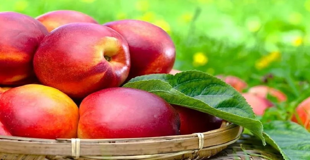 تعبیر خواب شلیل خوردن تعبیرخواب شلیل
