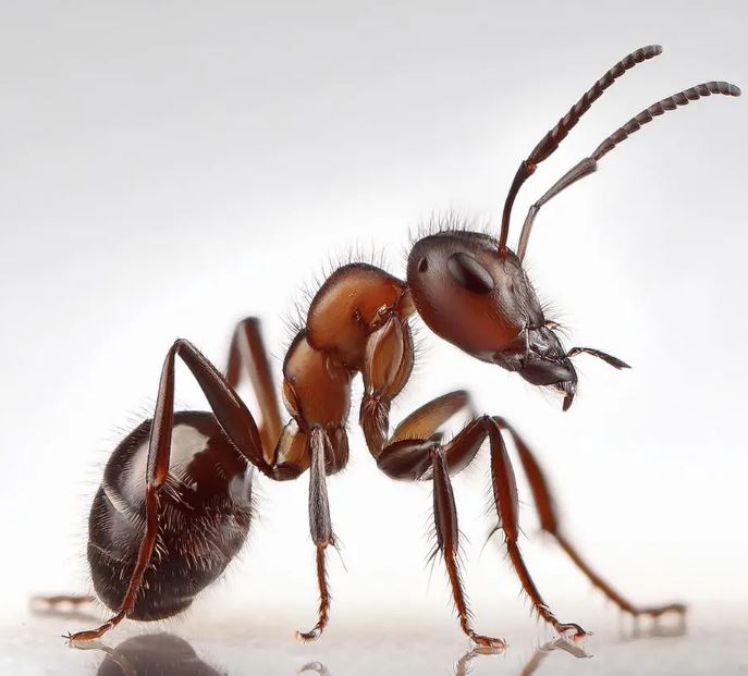 تعبیر خواب مورچه تعبیر خواب مورچه