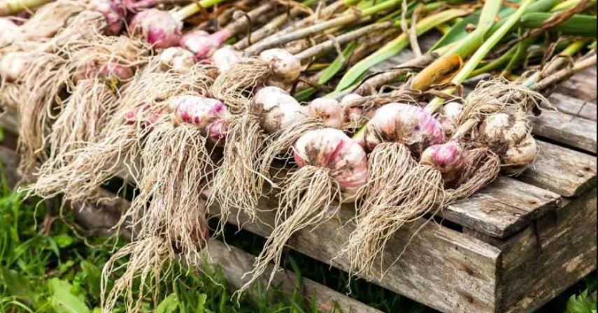 تعبیر خواب سیر