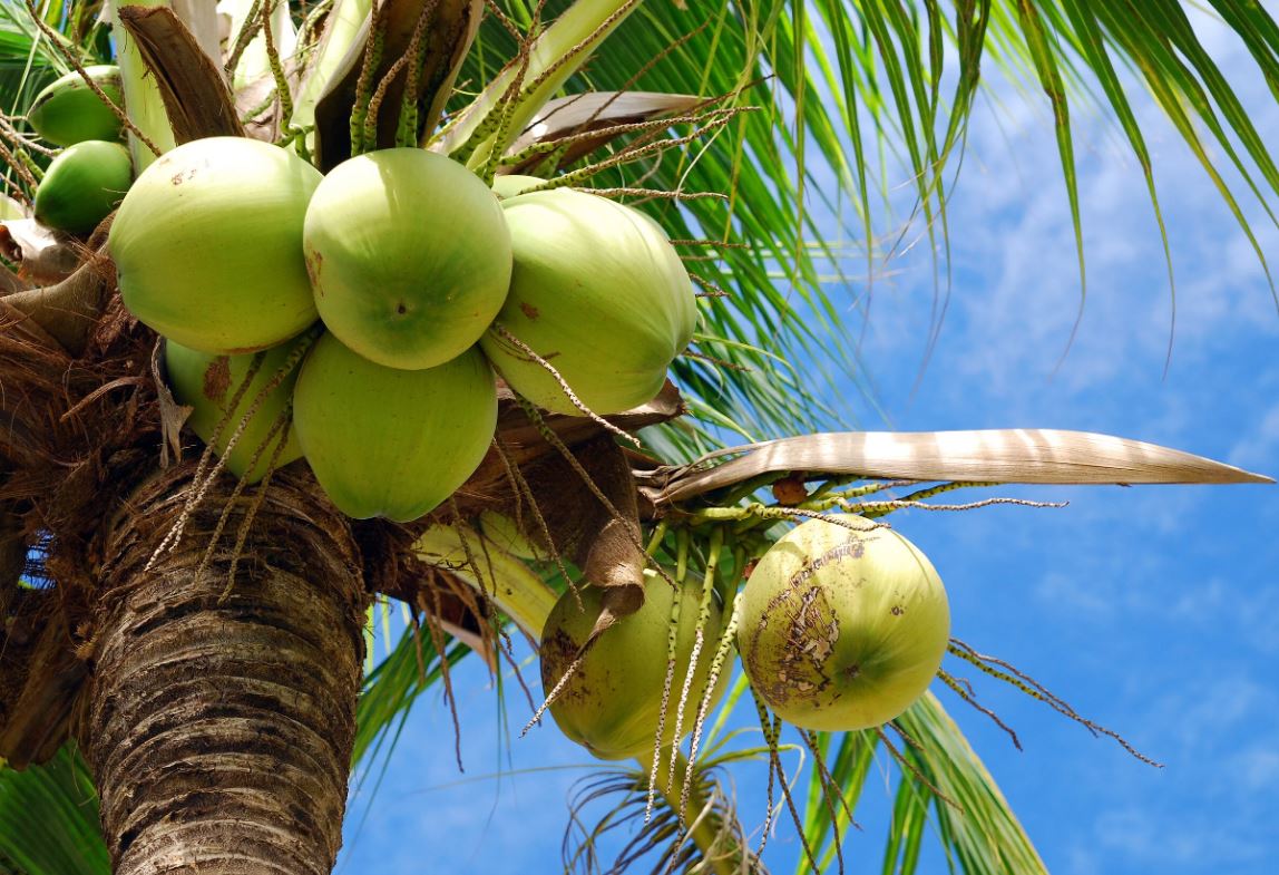 تعبیر خواب نارگیل
