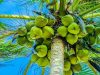 تعبیر خواب درخت نارگیل