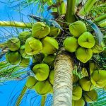تعبیر خواب درخت نارگیل