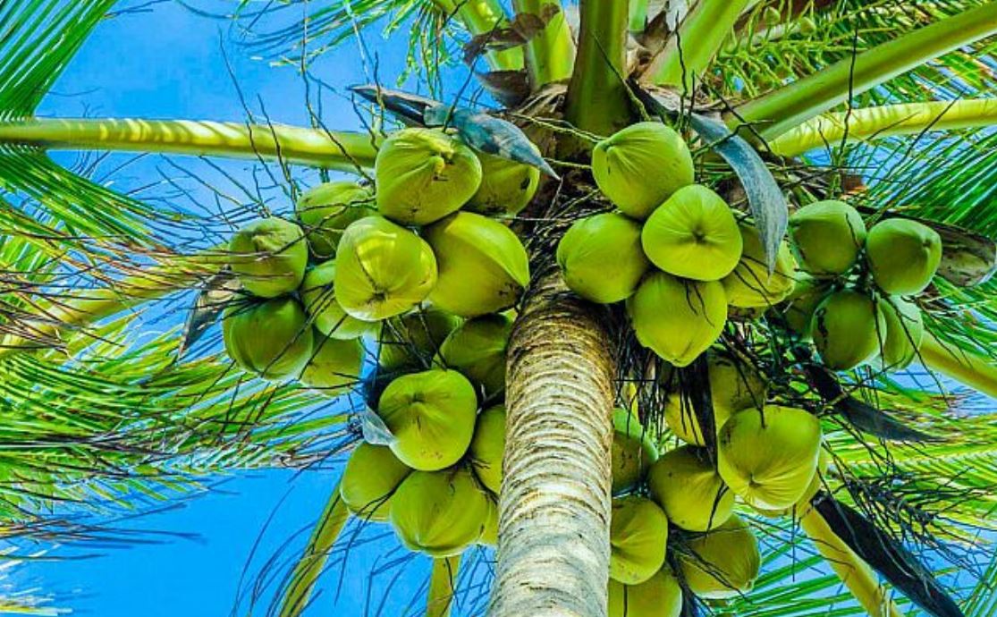 تعبیر خواب درخت نارگیل