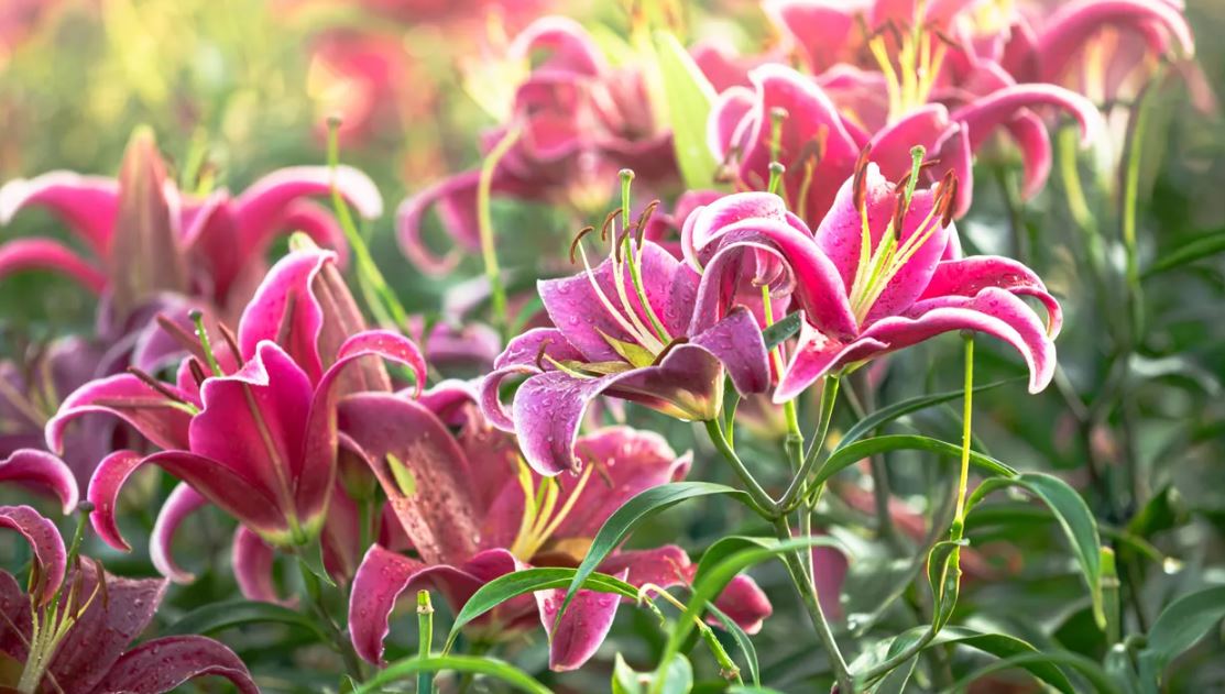 تعبیر خواب گل سوسن