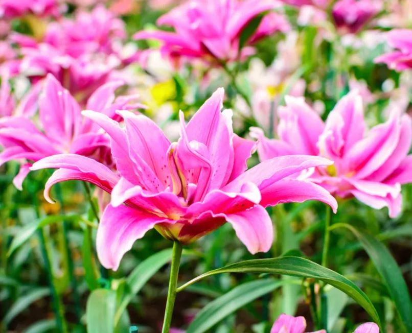 تعبیر خواب گل سوسن