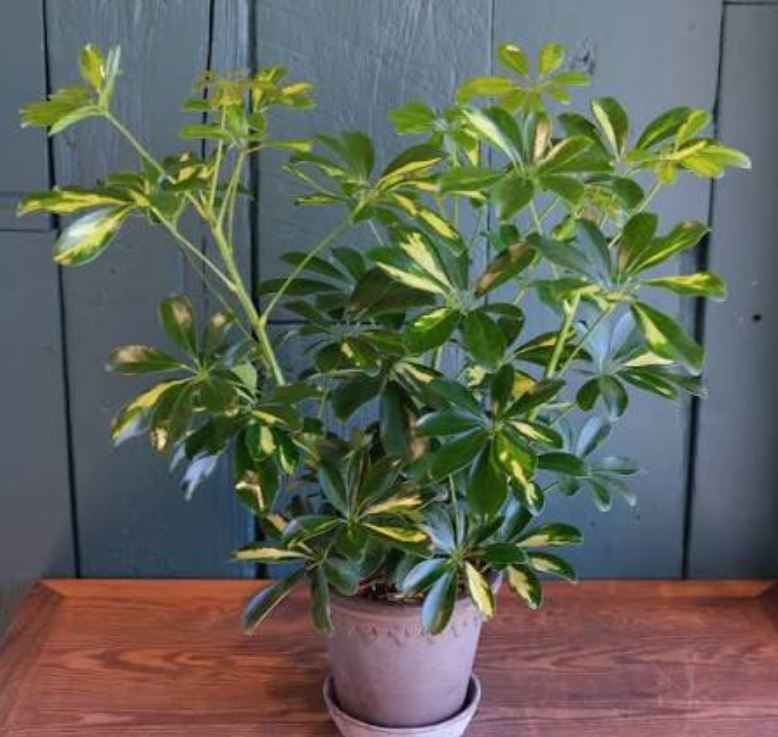 شفلرا