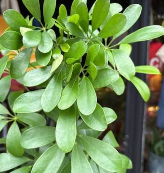 گیاه شفلرا