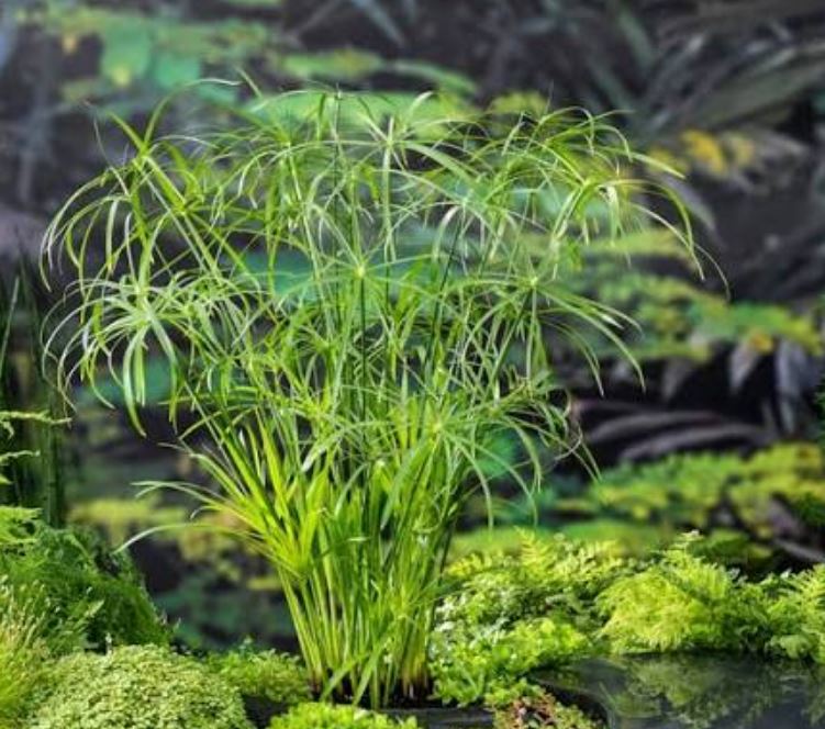 خواص نخل مرداب در خانه چگونه نخل مرداب پرپشت داشته باشیم