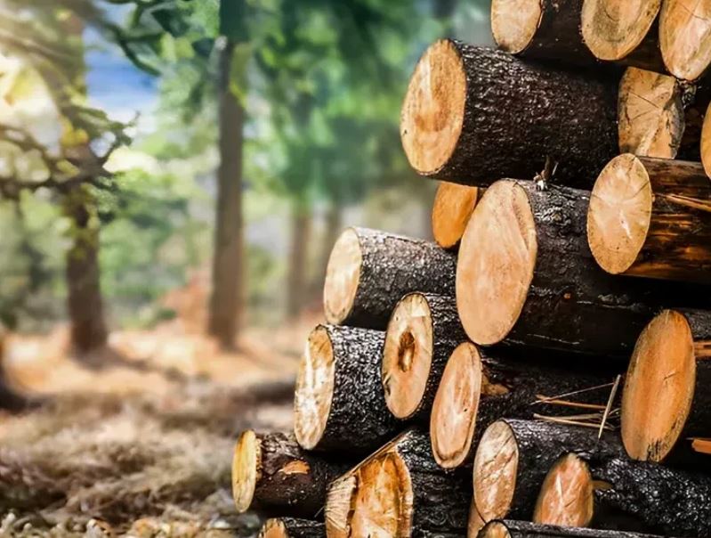 تعبیر خواب جمع آوری هیزم