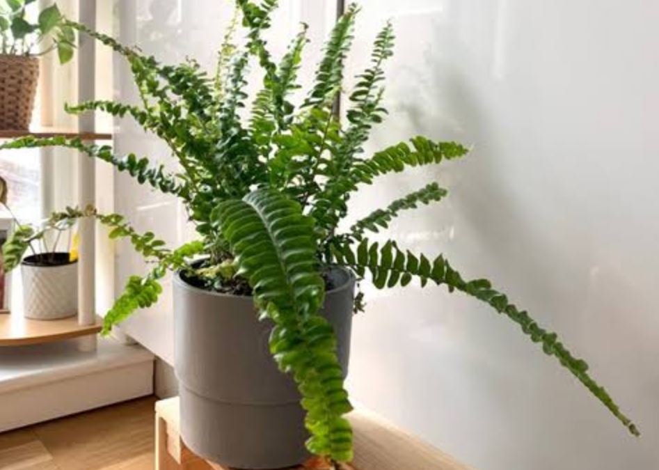 تکثیر گل سرخس آپارتمانی 