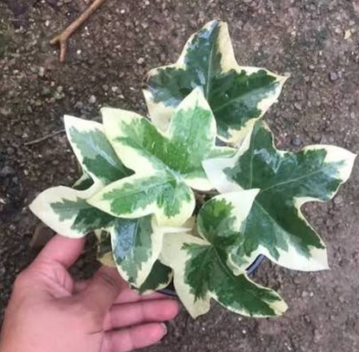 گل آرالیا ابلق