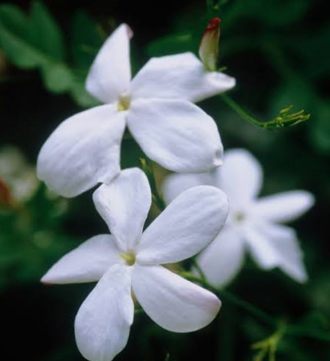  گل یاس