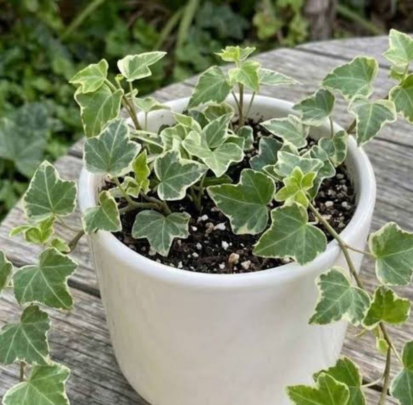 خواص پیچک انگلیسی 