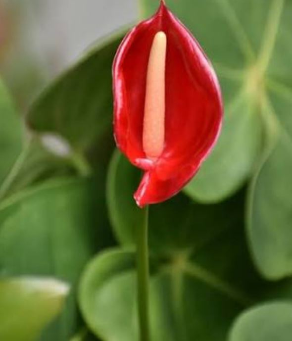 آنتوریوم مشکی