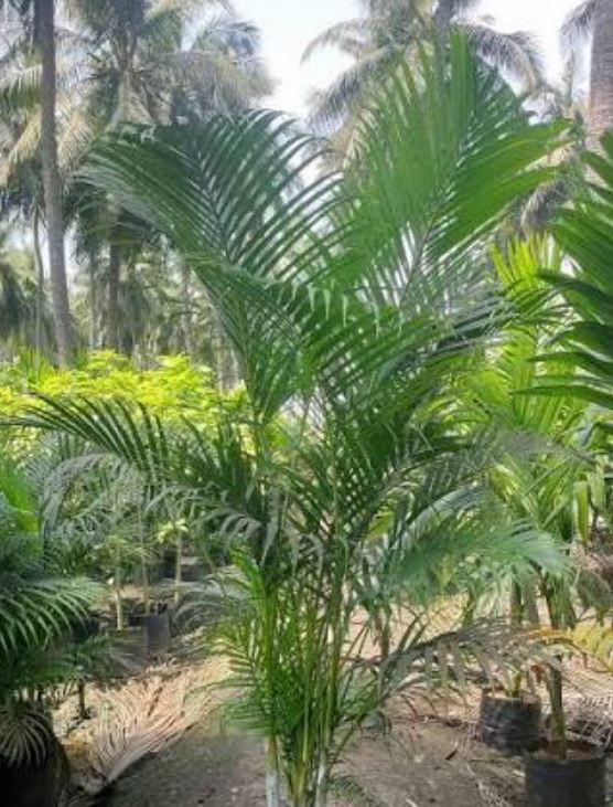 نخل اریکا مرطوب کننده هوای طبیعی