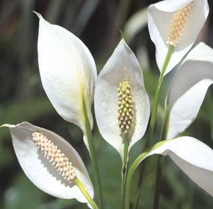 گیاه سوسن صلح