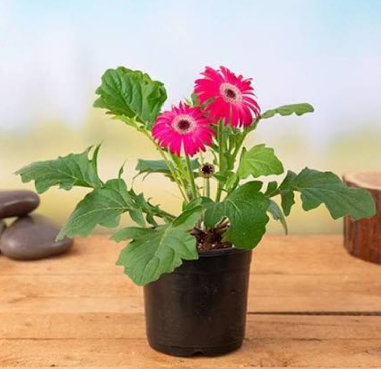فصل گل ژربرا تکثیر گل ژربرا