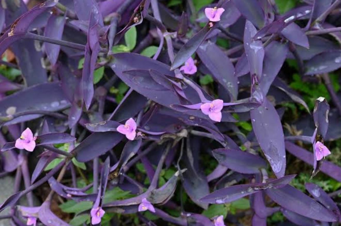 نحوه نگهداری از گیاه برگ بیدی