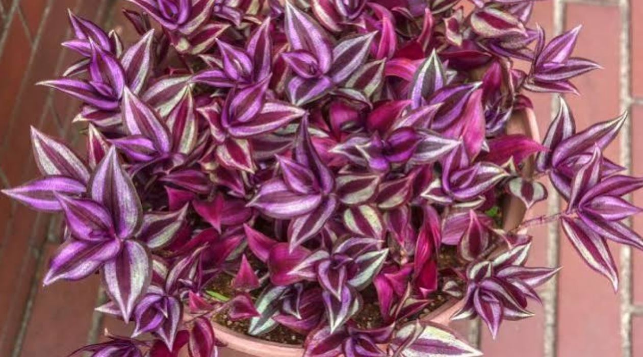 گلدان برگ بیدی
