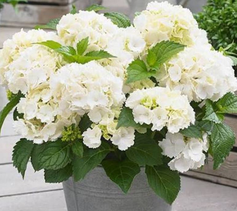 آبیاری گل ادریسی