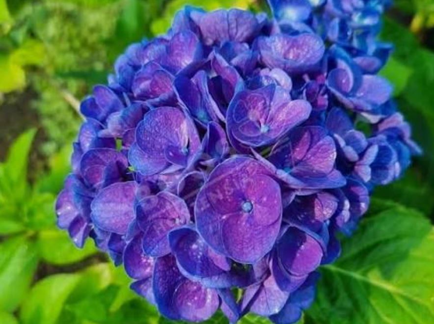 نحوه نگهداری گل ادریسی