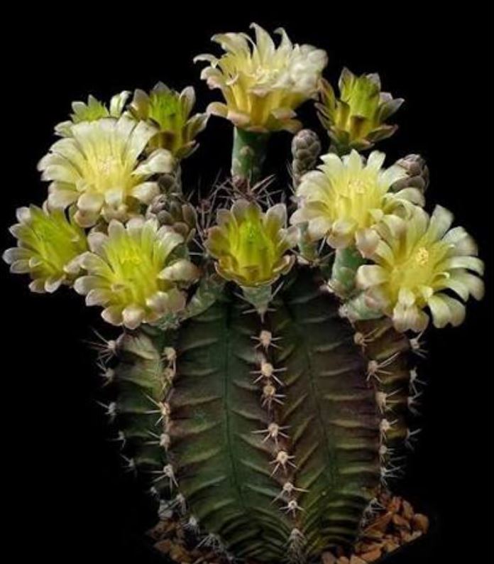  کاکتوس چانه