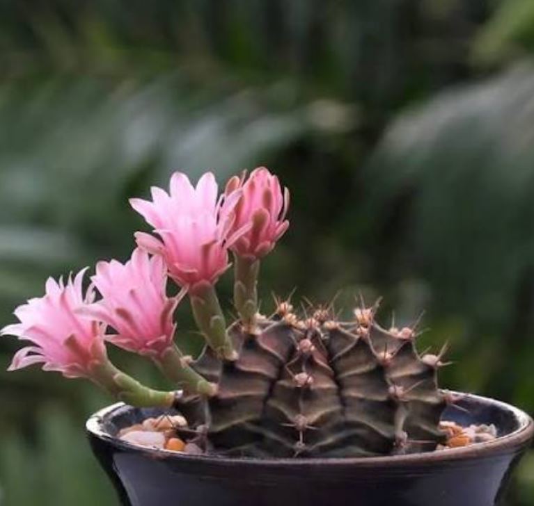 میزان آب کاکتوس چانه