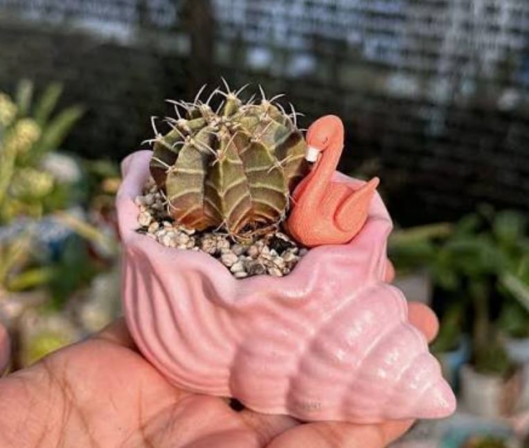 خار های کاکتوس چانه