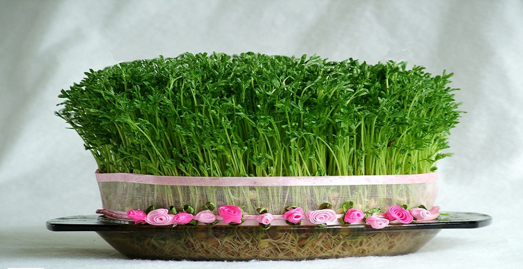 سبزه سفره هفت سین عید نوروز 