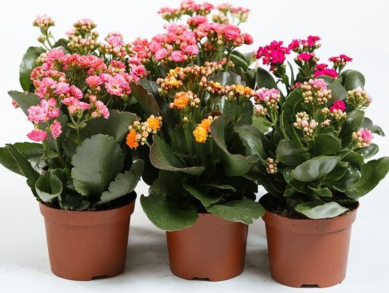 آبیاری صحیح گیاه کالانکوا