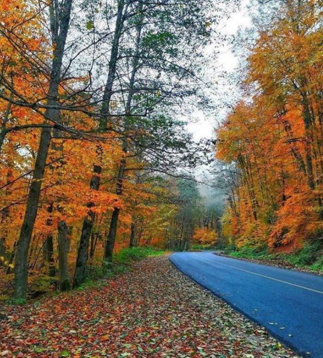 تعبیر خواب برگ پاییزی