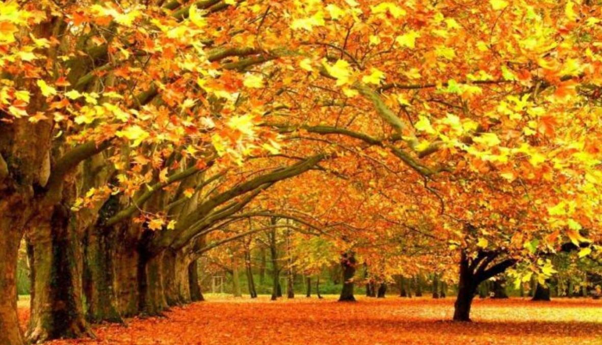 تعبیر خواب برگ خشک شده