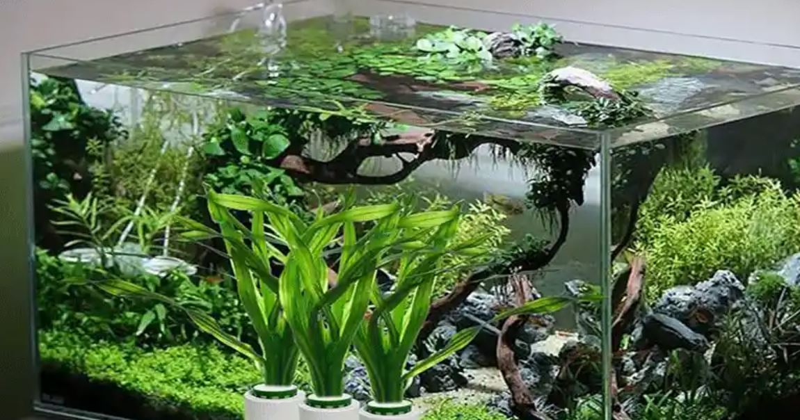 تعبیر خواب آکواریوم