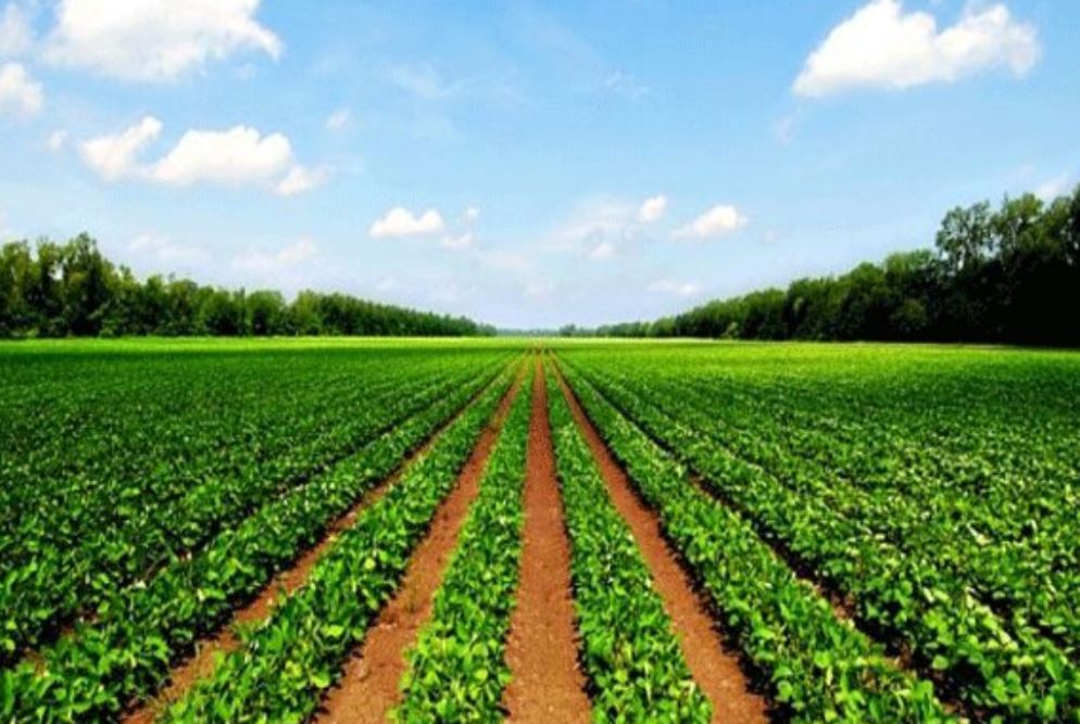 تعبیر خواب زمین کشاورزی تعبیر خواب زمین کشاورزی