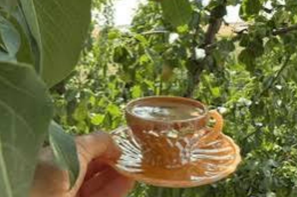 ریشه درخت در فال قهوه