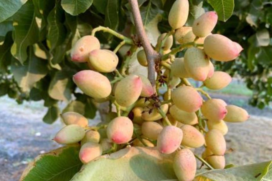 تعبیر خواب پسته