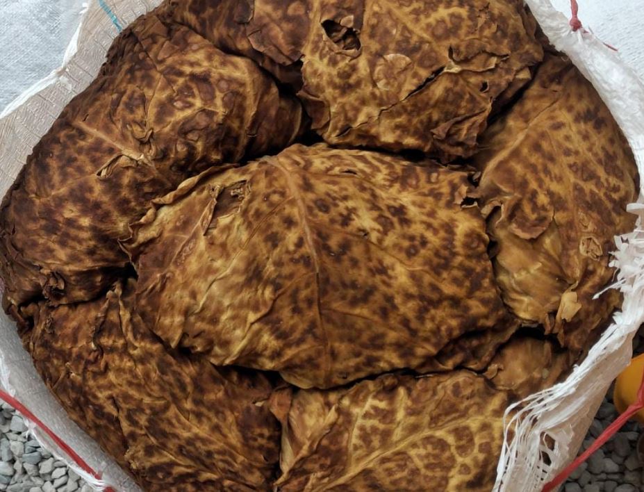خواب تنباکو