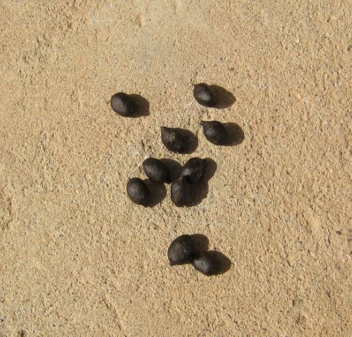 تعبیر خواب پشکل حیوان