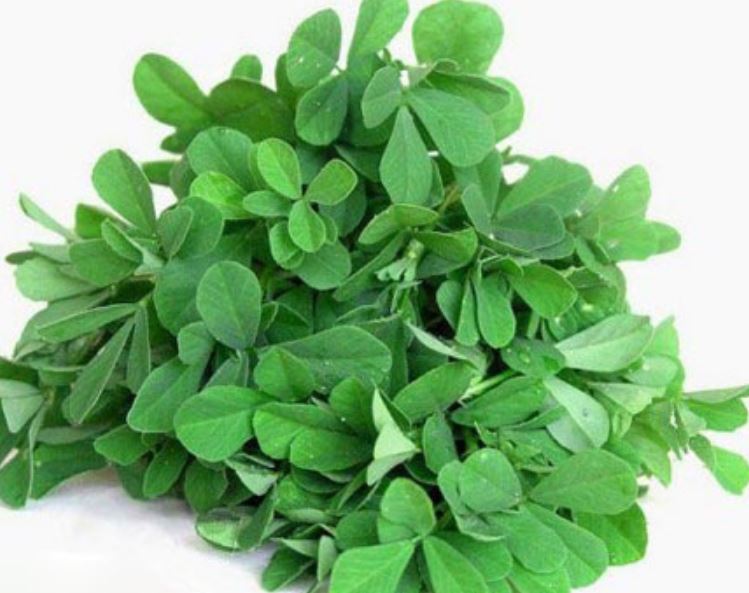 تعبیر خواب سبزی شنبلیله تعبیر خواب سبزی شنبلیله