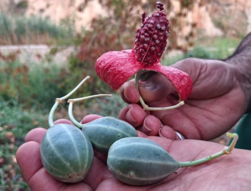 ترشی لگجی