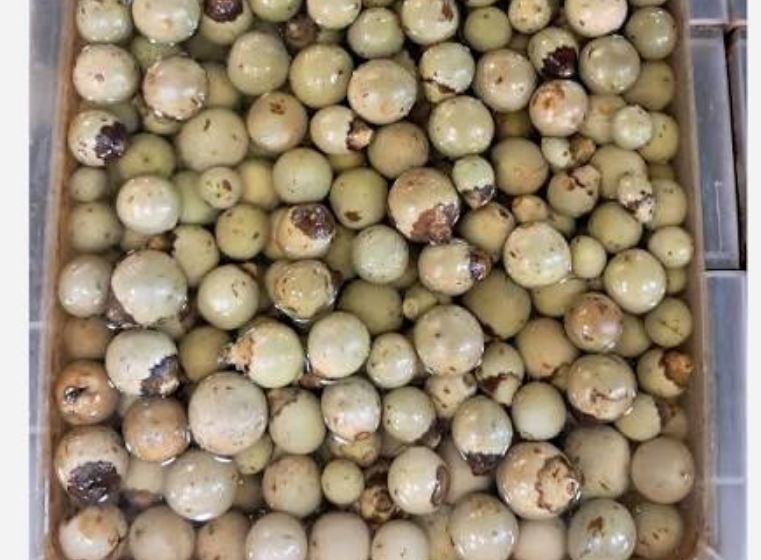 طرز تهیه ترشی سپستون خوشمزه و مقوی 2 طرز تهیه ترشی سه پستون