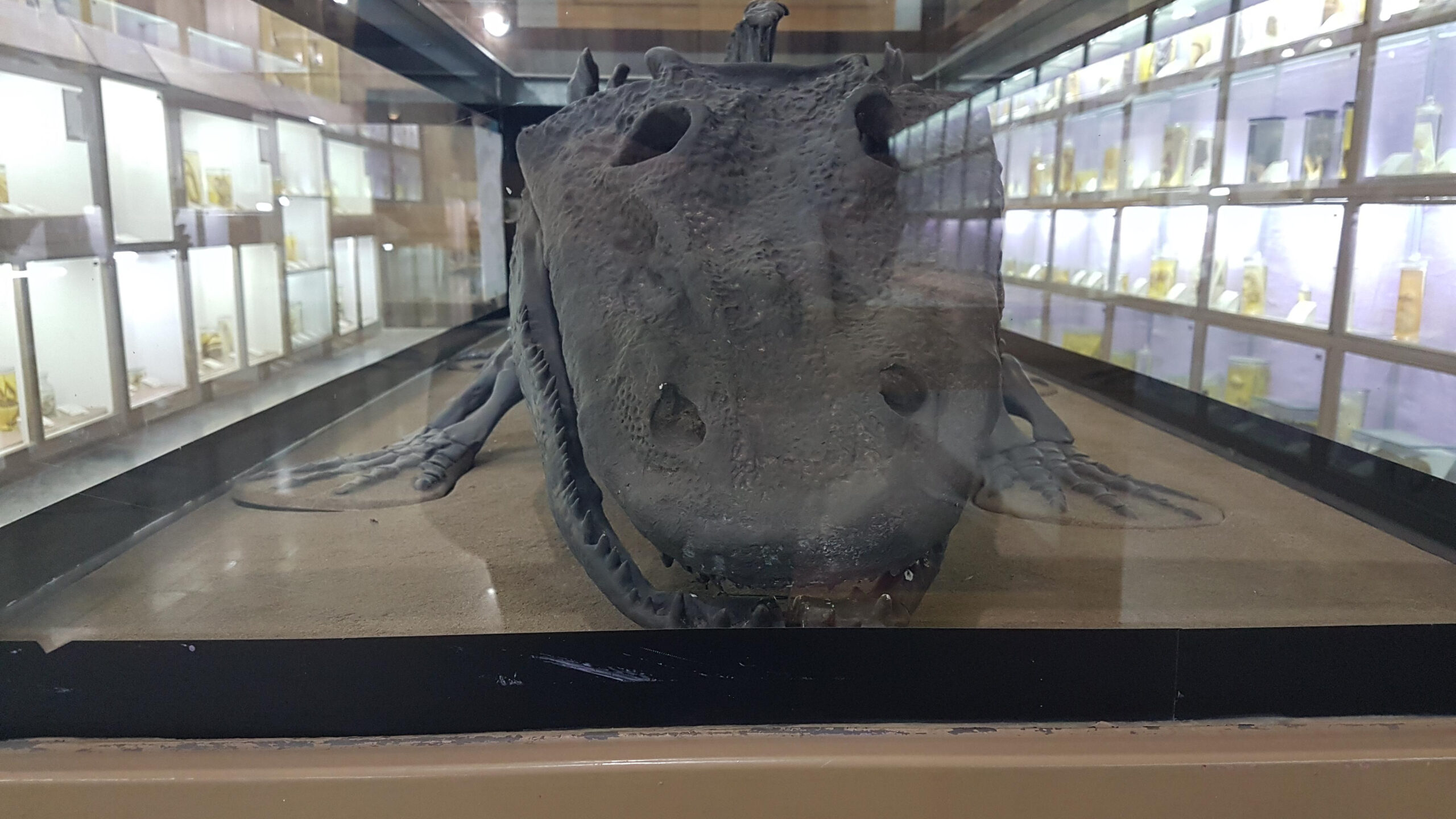 موزه تاریخ طبیعی همدان