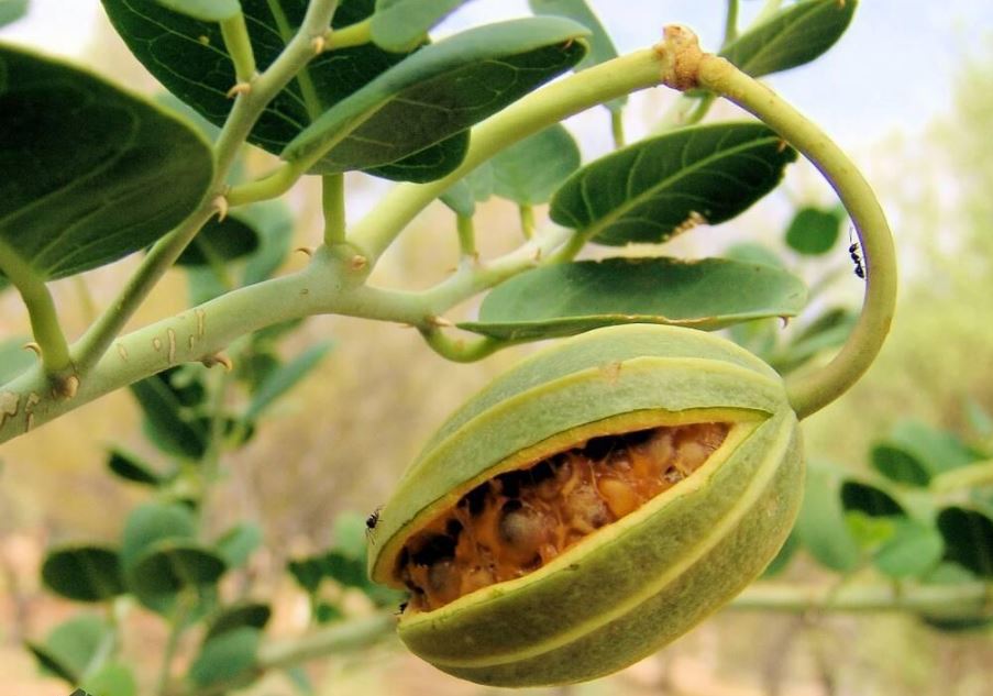 ترشی لگجی شوشتر