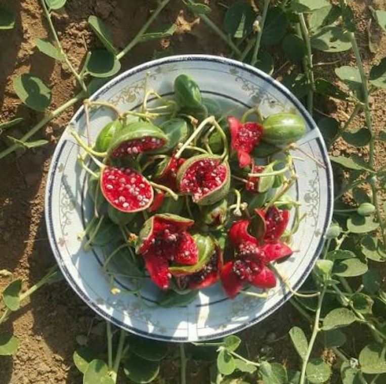 ترشی لگجی طرز تهیه