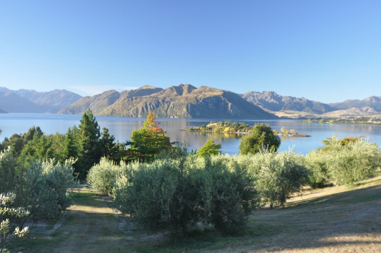 نمونه ای از باغ زیتون در یونان
