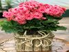 گل بگونیا یکی از بهترین گلهای خانگی برای فصل بهار
