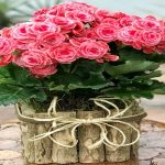 گل بگونیا یکی از بهترین گلهای خانگی برای فصل بهار