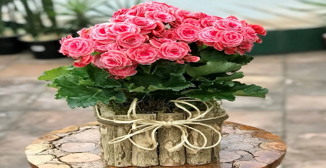 گل بگونیا یکی از بهترین گلهای خانگی برای فصل بهار